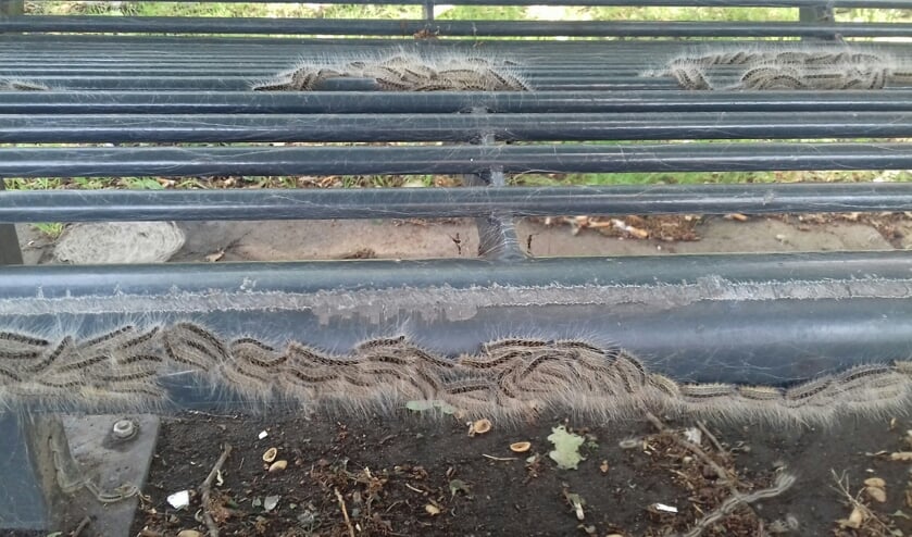 Bij de overkapte zitplaats op de Emerparklaan in de Haagse Beemden zit de rups zelfs op de bankjes.