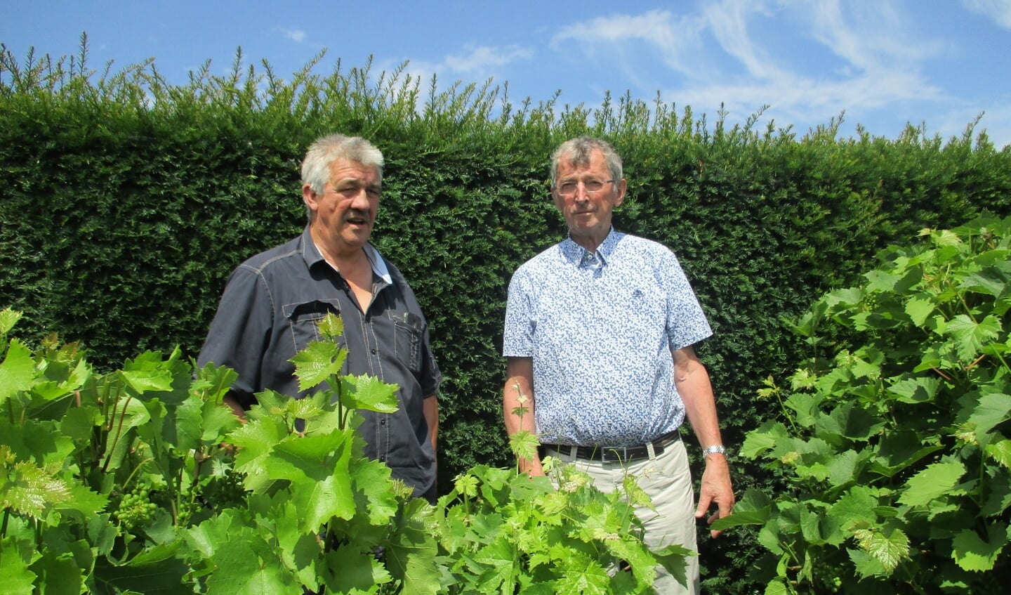 Ad van der Made (rechts) weet alles over wijn maken.