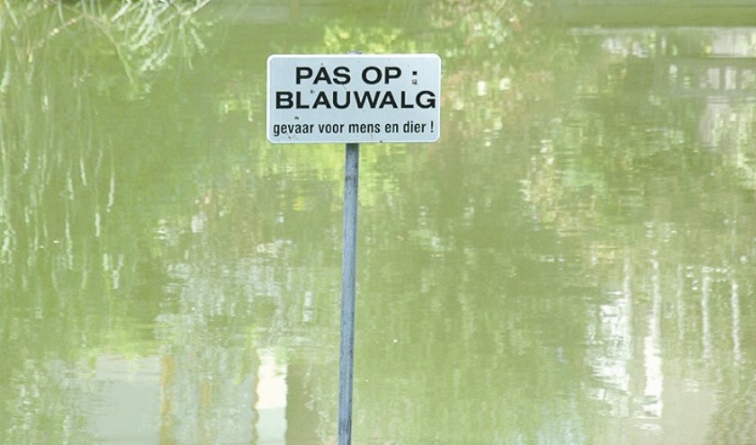 blauwalgen1