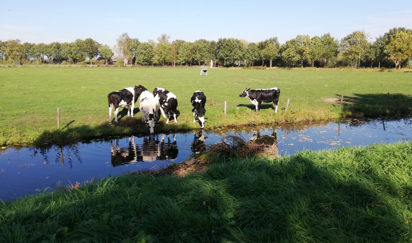Ook de koeien hebben dorst met het huidige hete weer.