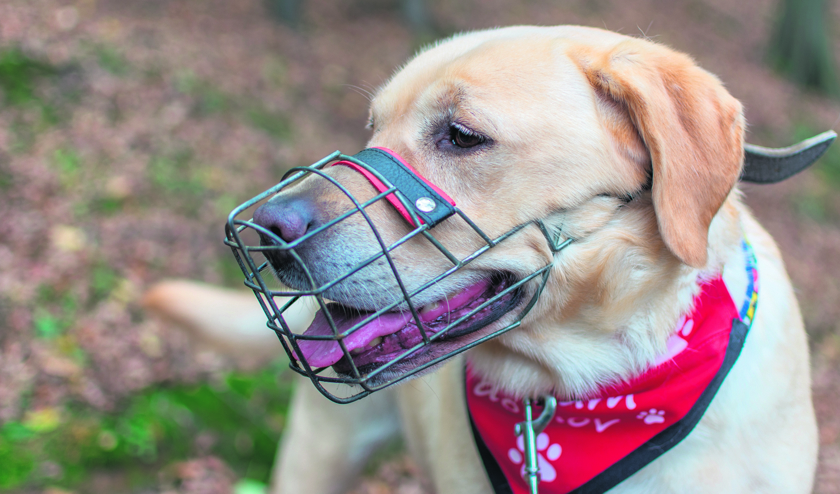 Vier honden uit de gemeente Tholen mogen voortaan alleen nog maar aangelijnd en gemuilkorfd naar buiten.