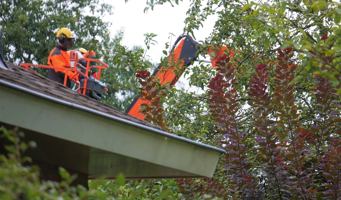 De bomen hadden een verhoogd risico van afbrekende takken en omvallen. 