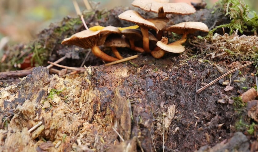 Herfst van start met grauw en regenachtig weer