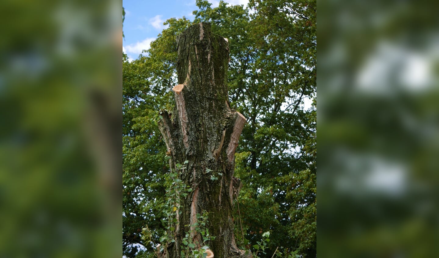 De bomen hadden een verhoogd risico van afbrekende takken en omvallen. 