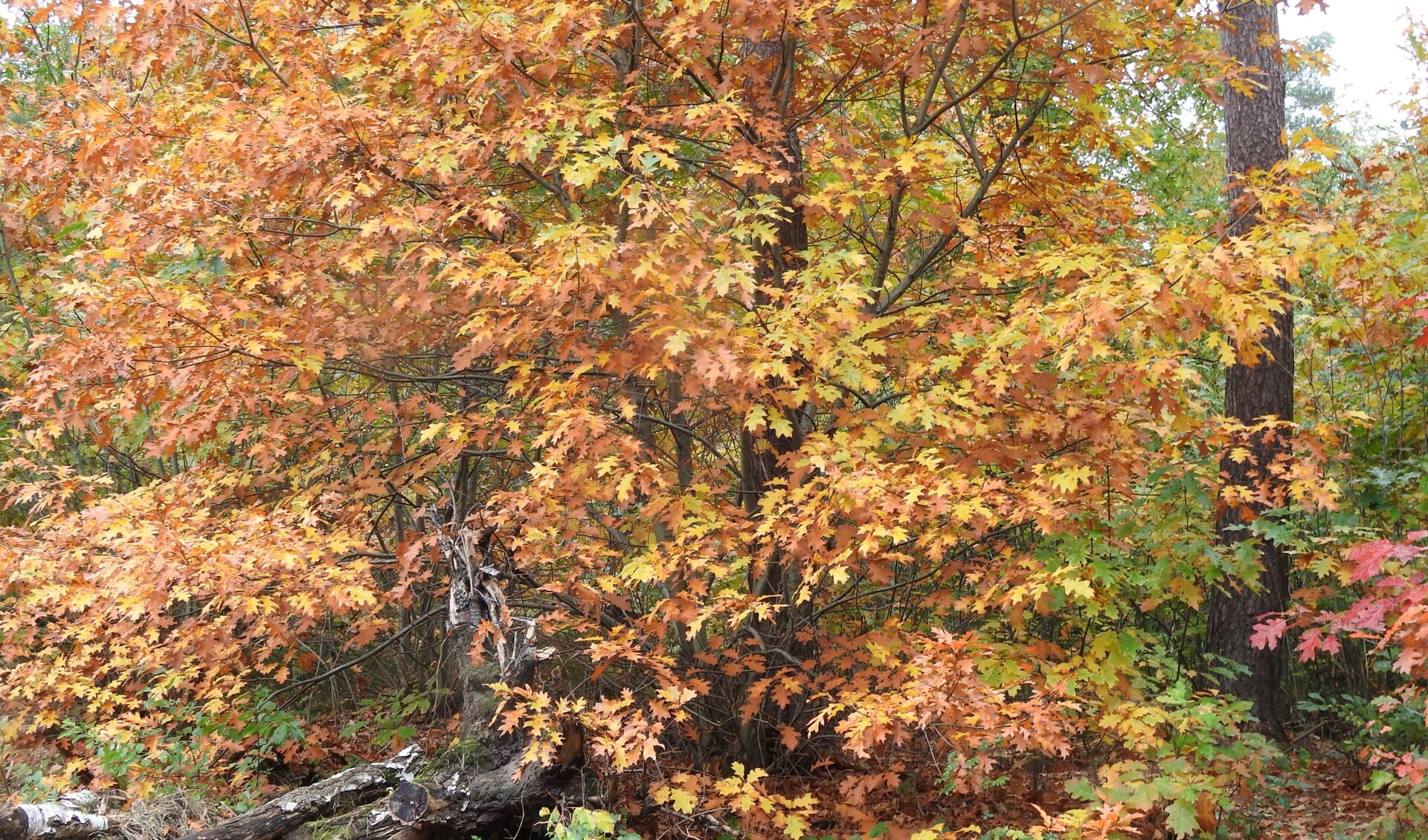 Herfstkleuren, zoals hier op de Galderse heide.