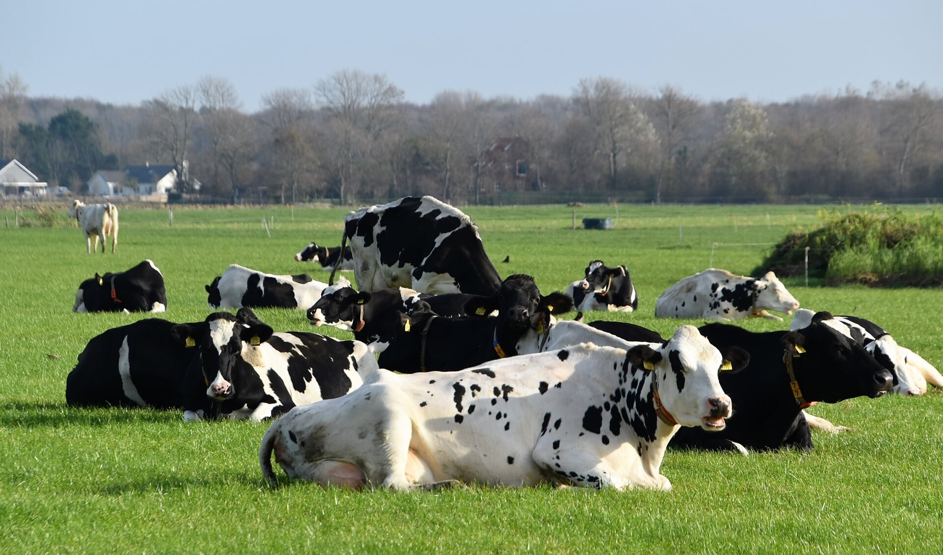 Koeien genieten van de novemberzon in een Biggekerks weiland.