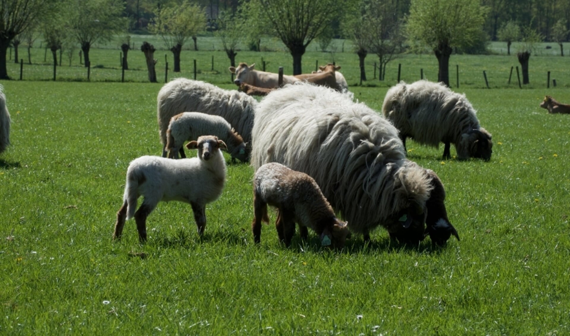 Voor schapen kan het voor levensgevaarlijke situaties zorgen. 