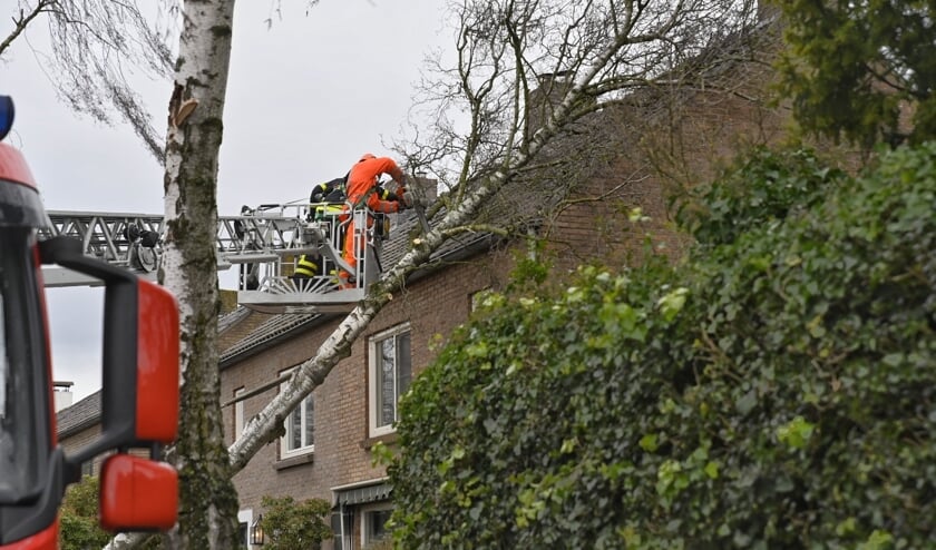 Boom op huis Ulvenhout