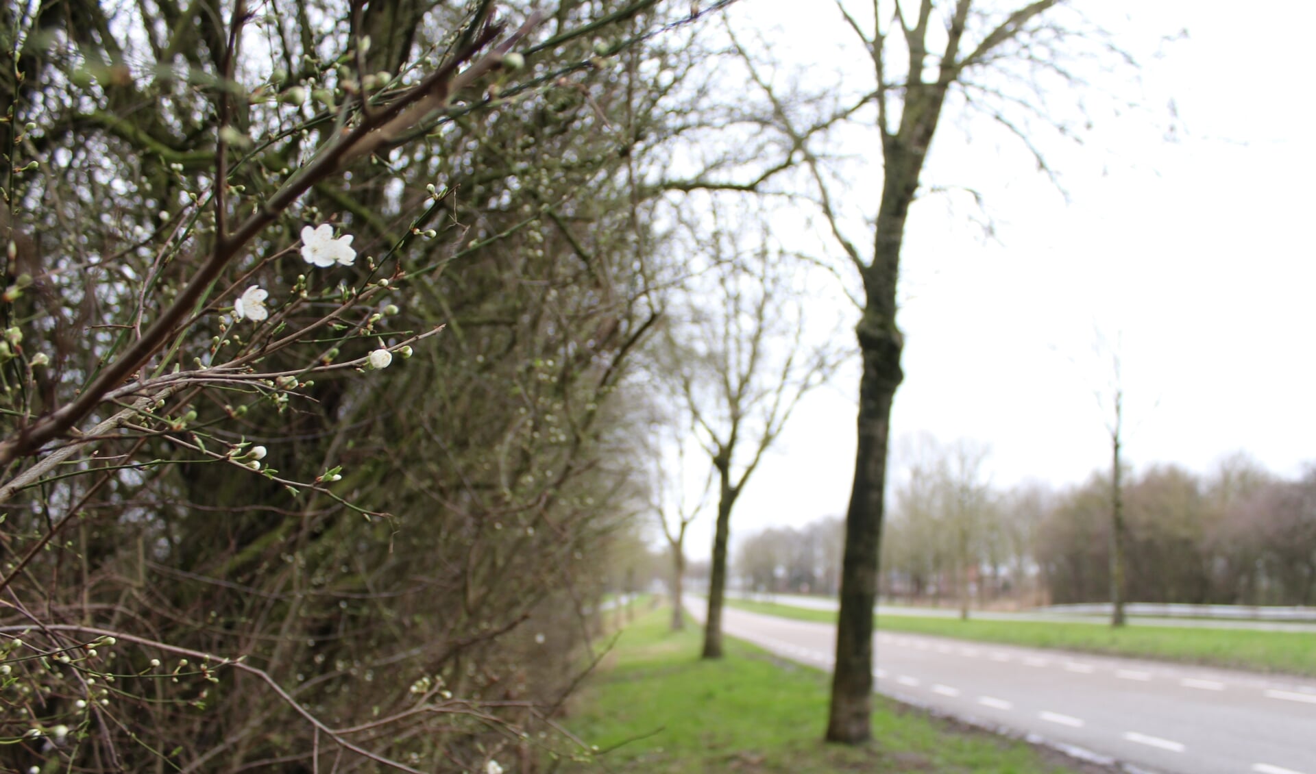 In hartje winter denken bomen aan de Gastelseweg in Kruisland met de lente te maken te hebben vanwege de hoge temperaturen. 