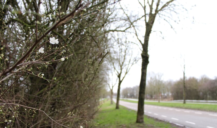 In hartje winter denken bomen aan de Gastelseweg in Kruisland met de lente te maken te hebben vanwege de hoge temperaturen.