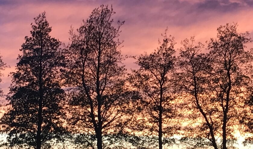 Bomen bij voetbalveld Virtus met als achtergrond een magische lucht