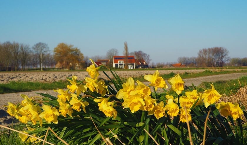 Het vroege voorjaar zorgt voor vrolijkheid in de Thoolse polder 