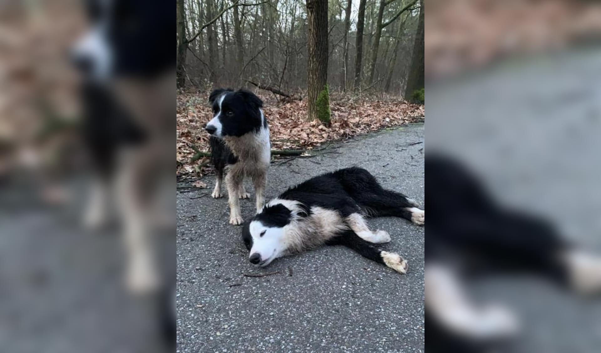 De twee honden. 