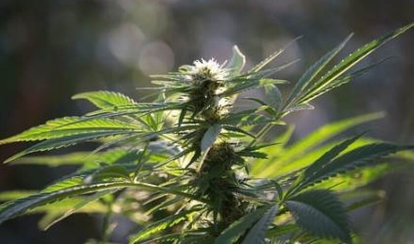 Drugspand in Rembrandtlaan in Goes drie maanden dicht