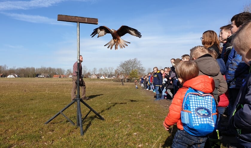 Goes zet opnieuw een valkenier in tegen meeuwen  
