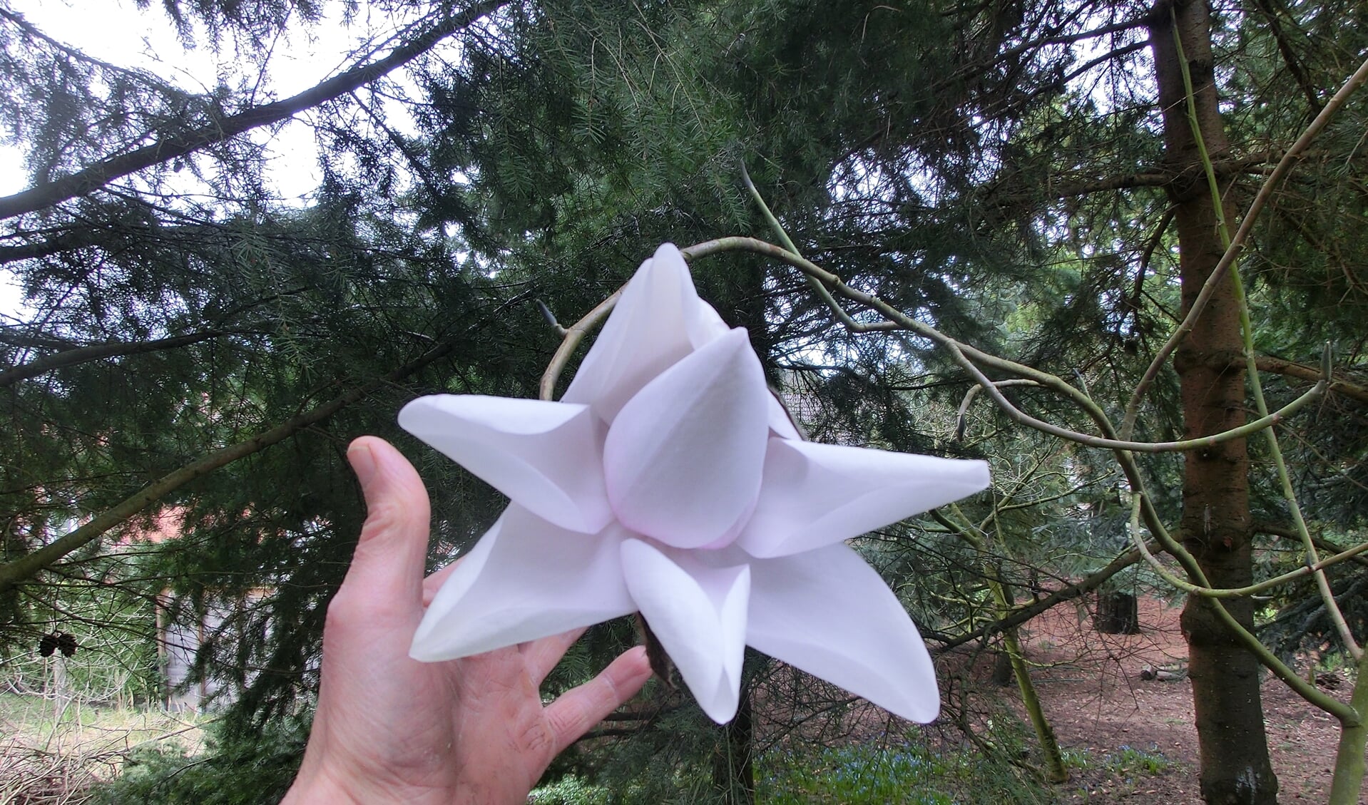 De enorme Magnolia Campbellii var. Alba 'Sir Harold Hillier', volgens Peter Blommerde waarschijnlijk de eerste bloei ooit in Nederland.