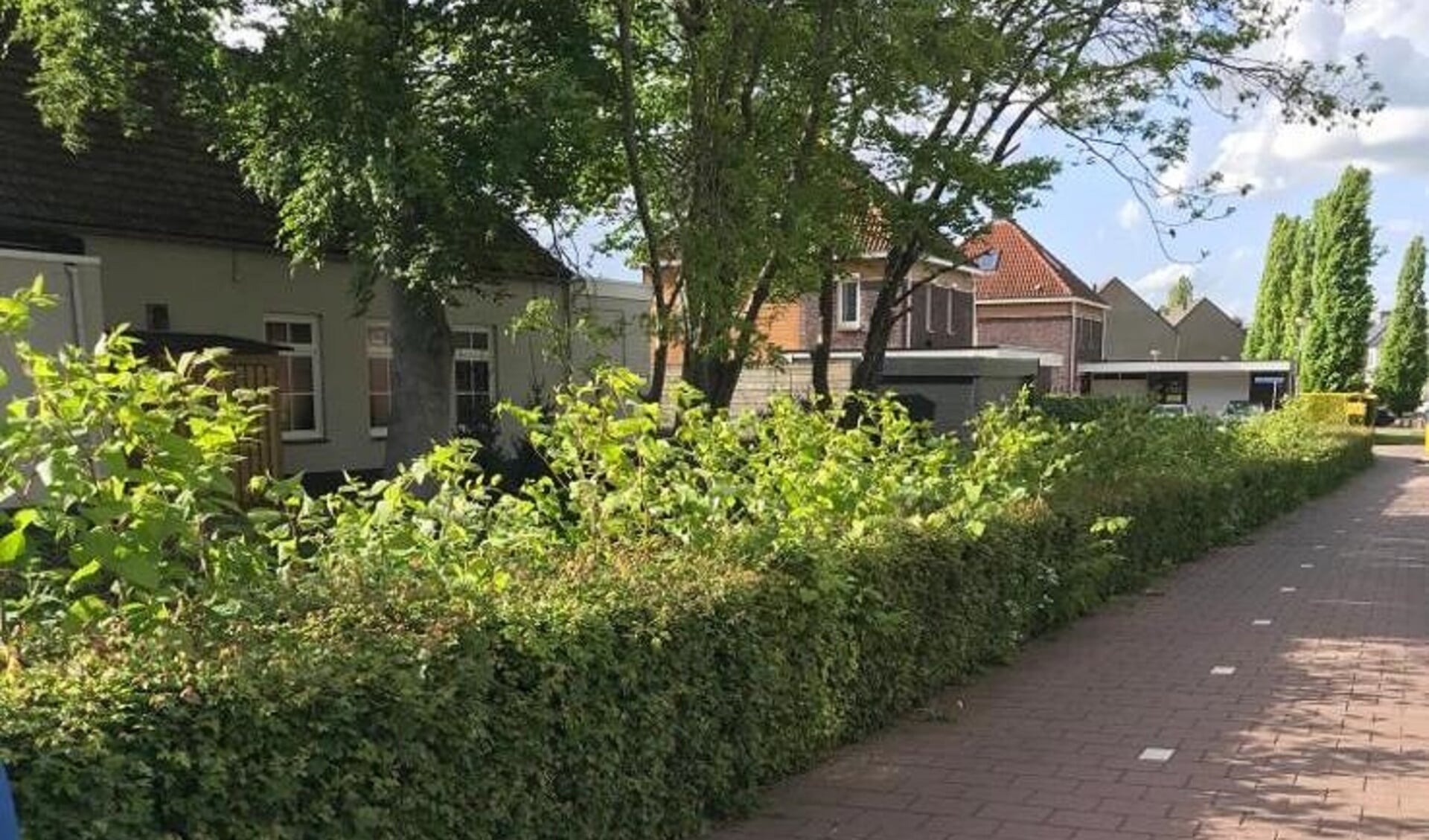 Invasieve exoten zorgen in Steenbergen en omgeving voor steeds meer overwoekering. 