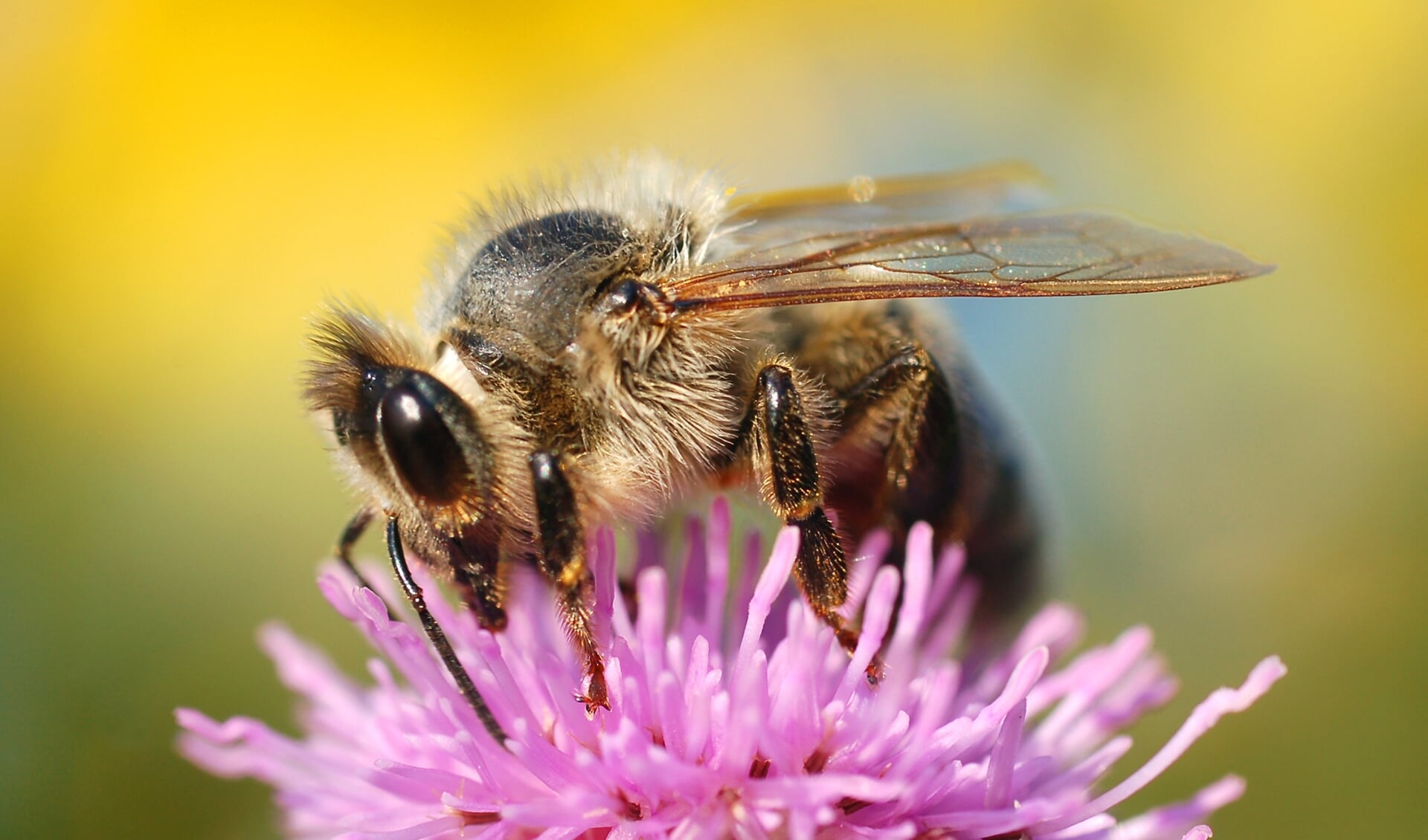 Veel bijensoorten zijn met uitsterven bedreigd.