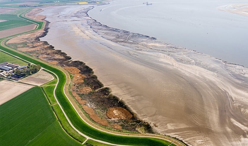 Schorren aan de oever van de Westerschelde beschermen de dijk bij Rilland.