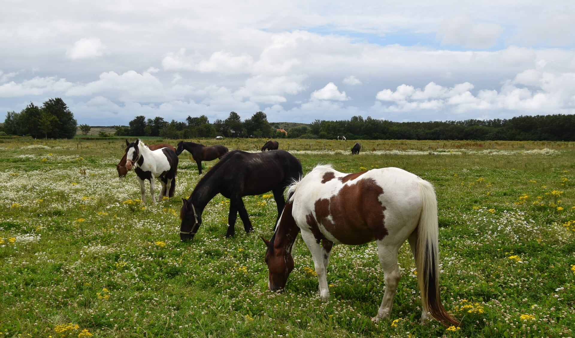 Anne-Marie van Iersel stuurde deze foto in van grazende paarden langs de kust bij Westduin.