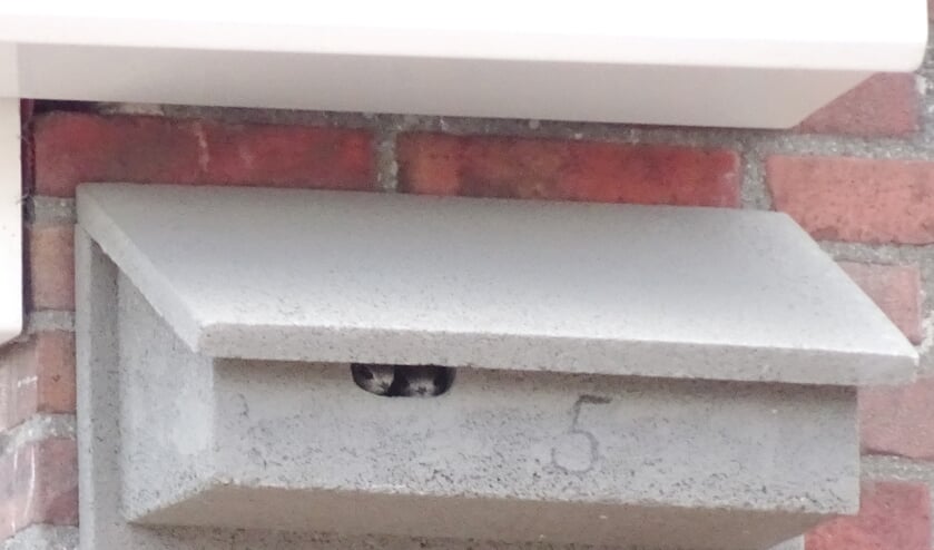 Twee grote jonge gierzwaluwen loeren vanuit een gierzwaluwkast naar de buitenwereld.