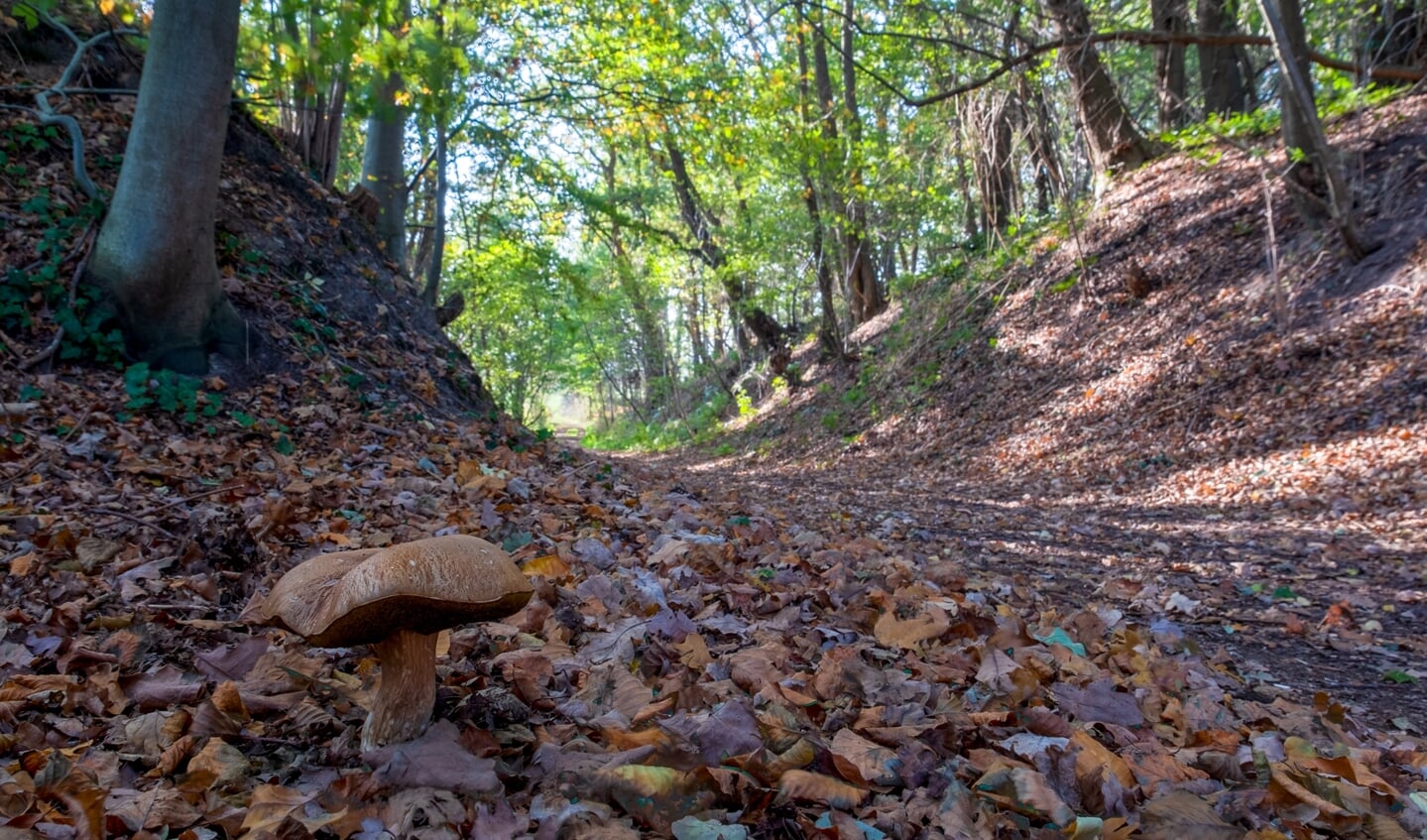 Landgoed Lindonk herfst