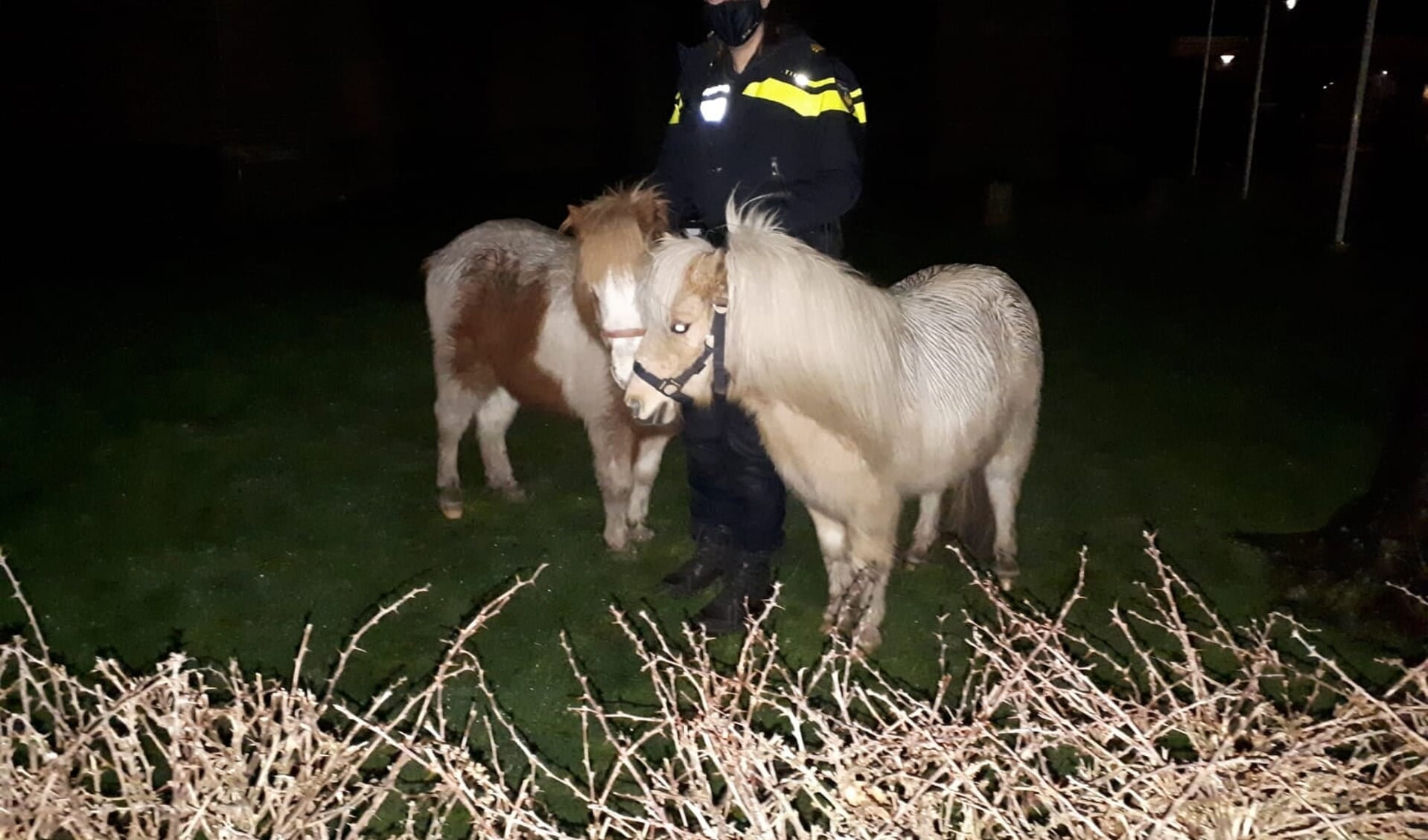 De twee pony's die gevonden werden. 