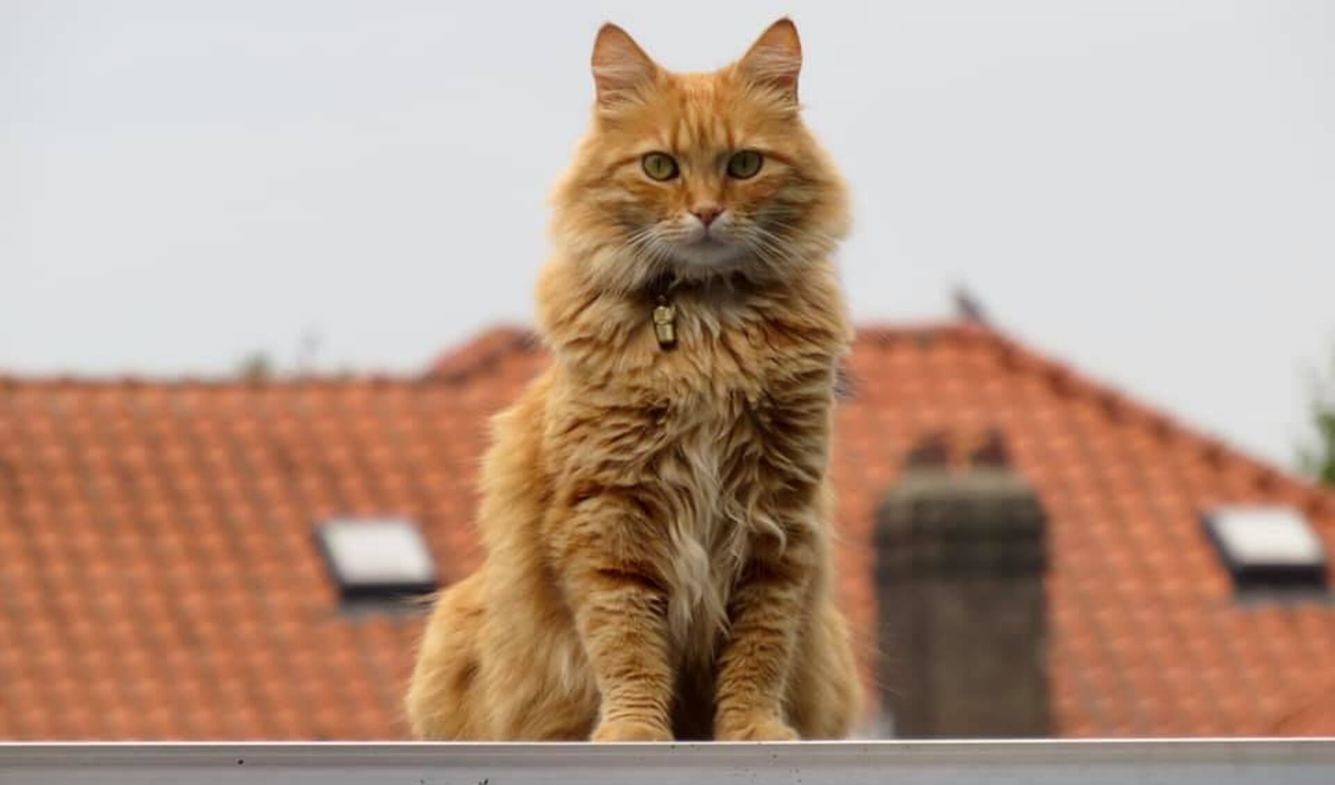 Kat Guusje staat graag op de uitkijk voor baasje Linda van Dongen.