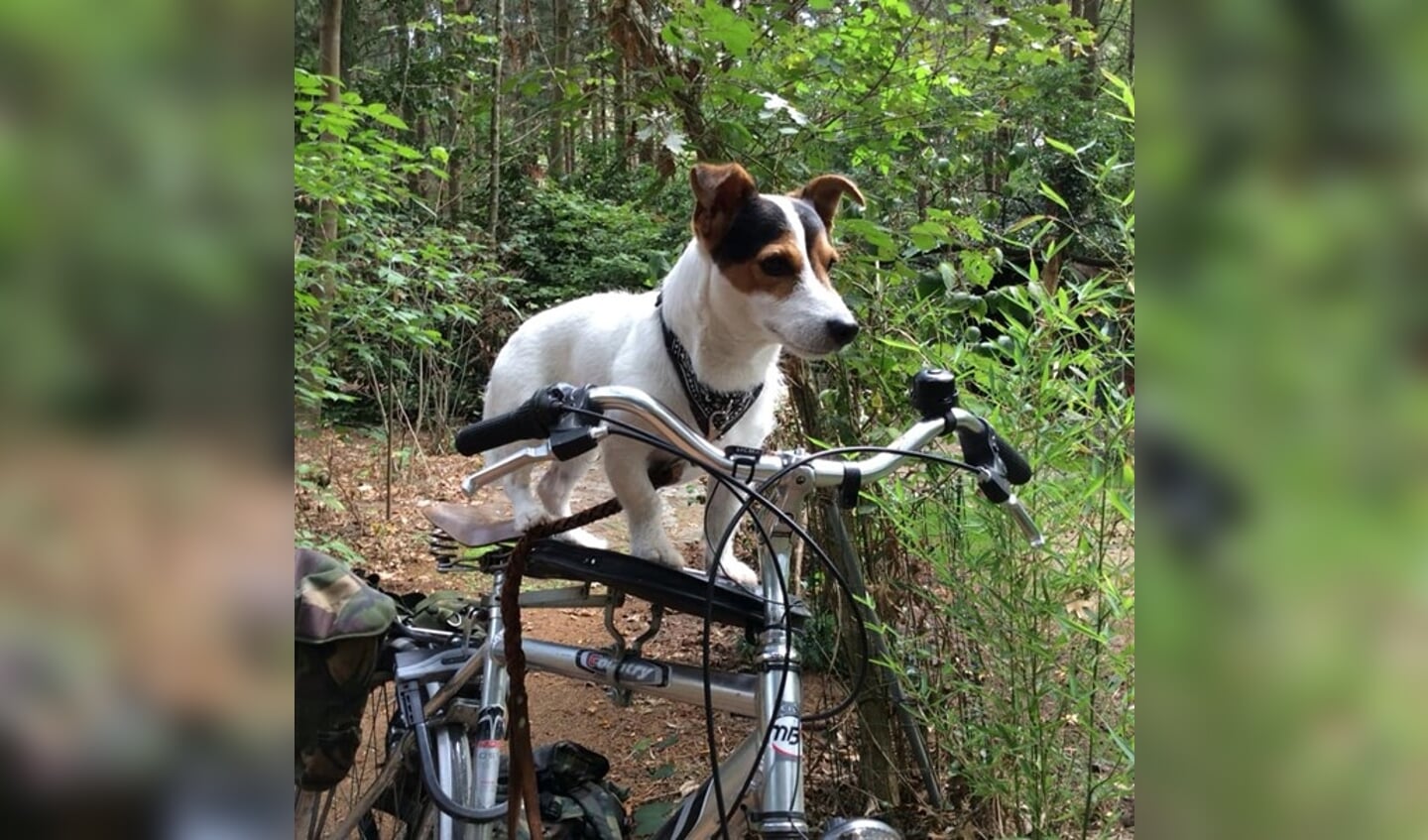 Rocky neemt regelmatig een ritje op de fiets van Kees Wijgaarts. 