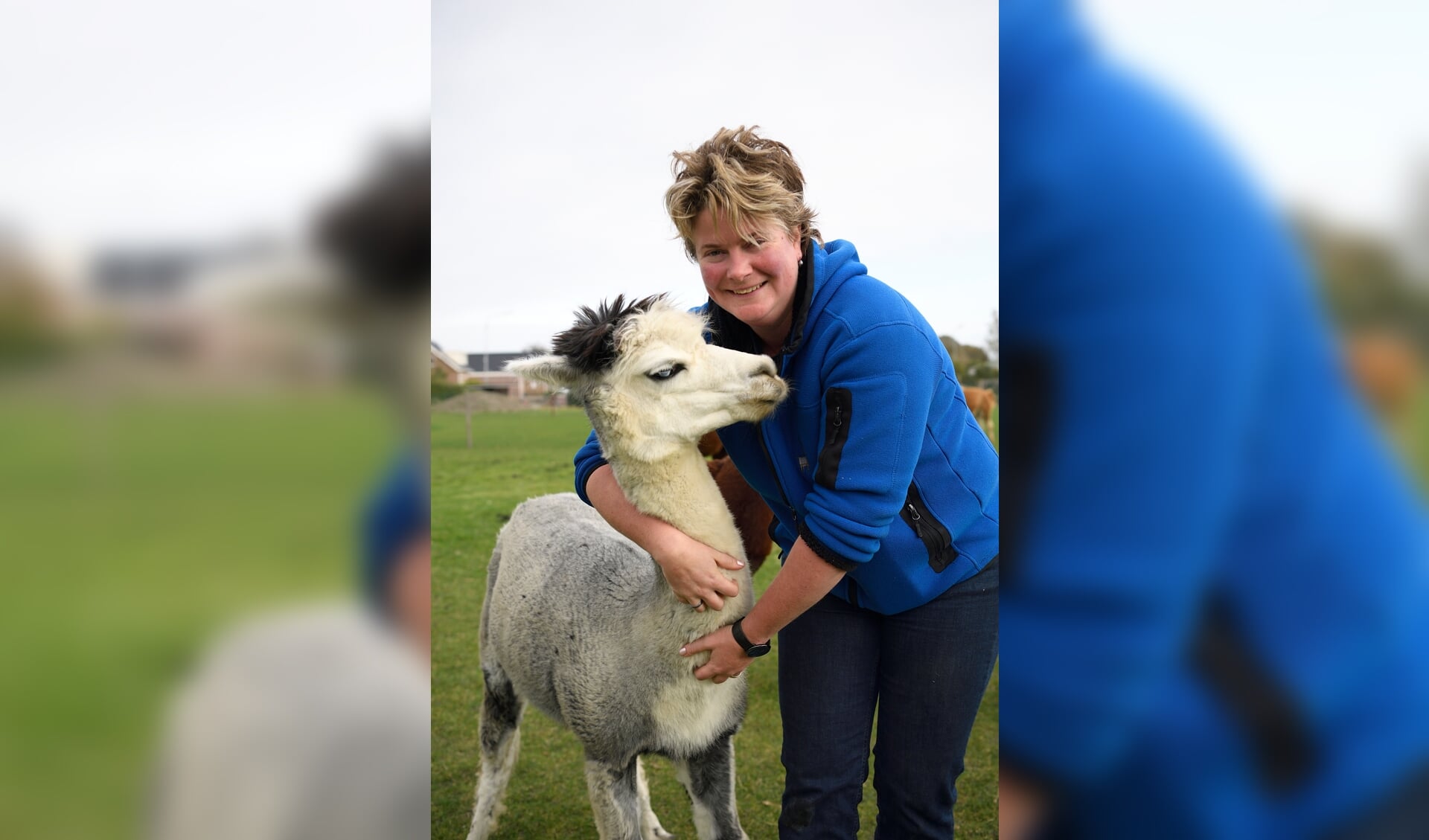Mara Houmes-Vlaander schiet met haar stichting alpaca's in heel Nederland te hulp.