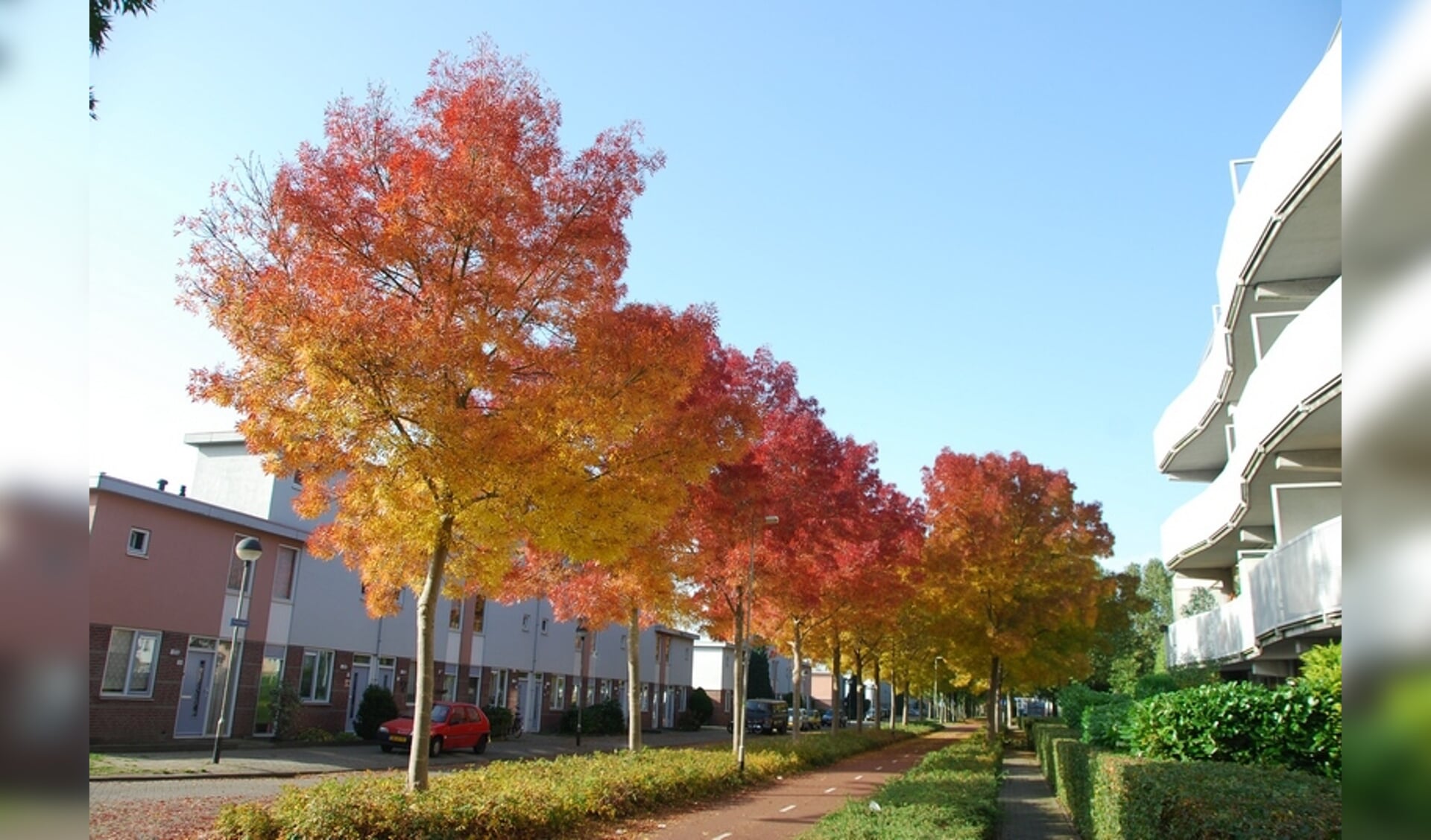 Het is bijna half november, maar veel bomen dragen nog steeds blad.