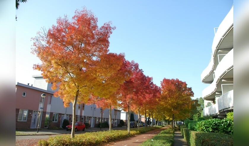 Het is bijna half november, maar veel bomen dragen nog steeds blad.  