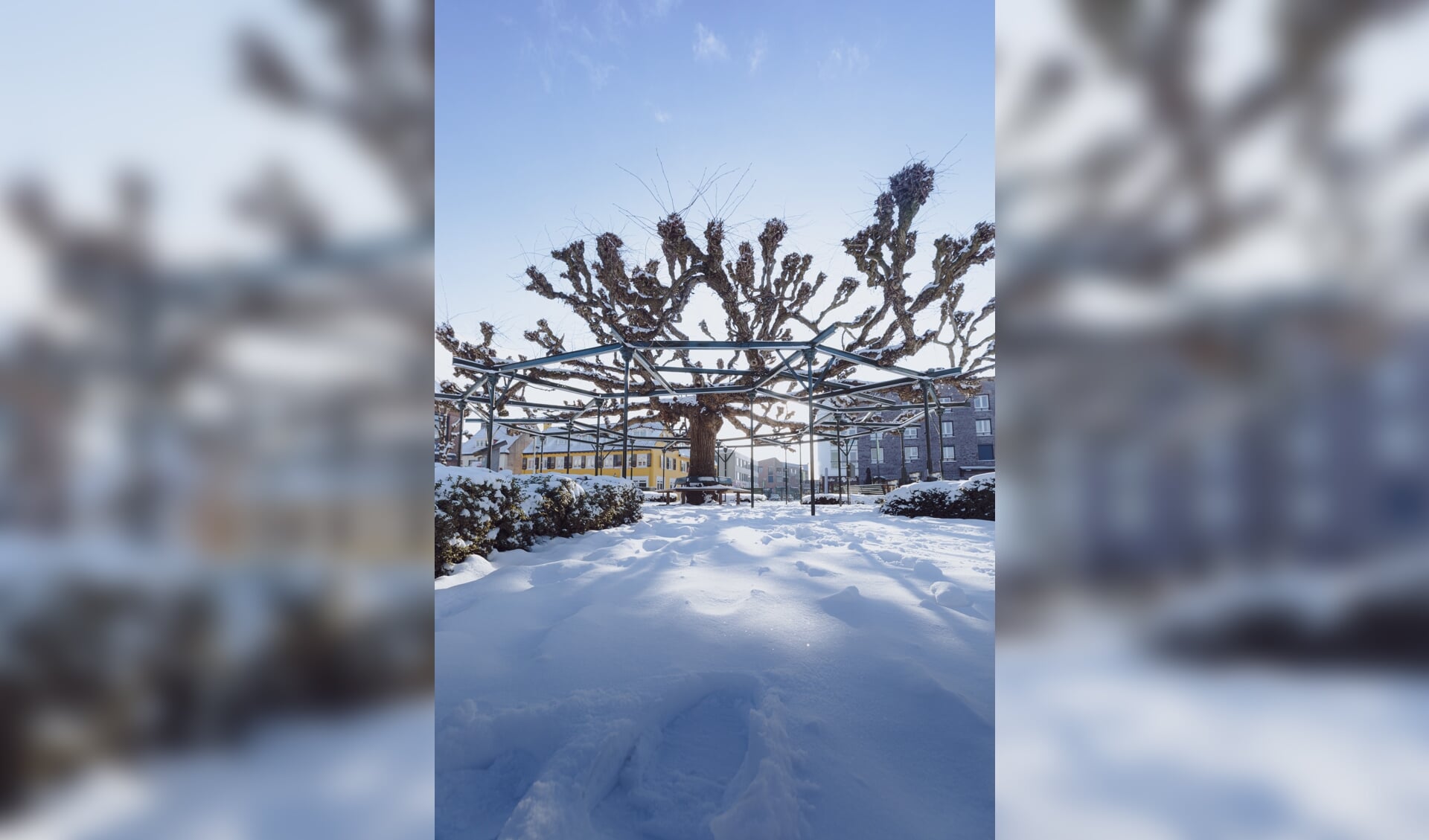 De Moeierboom in de sneeuw.