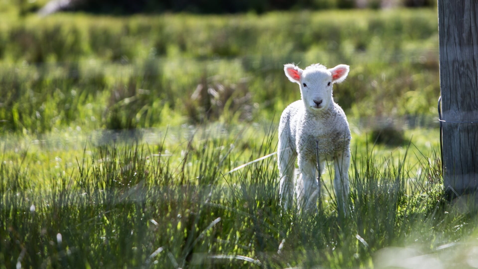 Mei start warm maar verloopt grillig, net als in april - Al het nieuws uit Woensdrecht