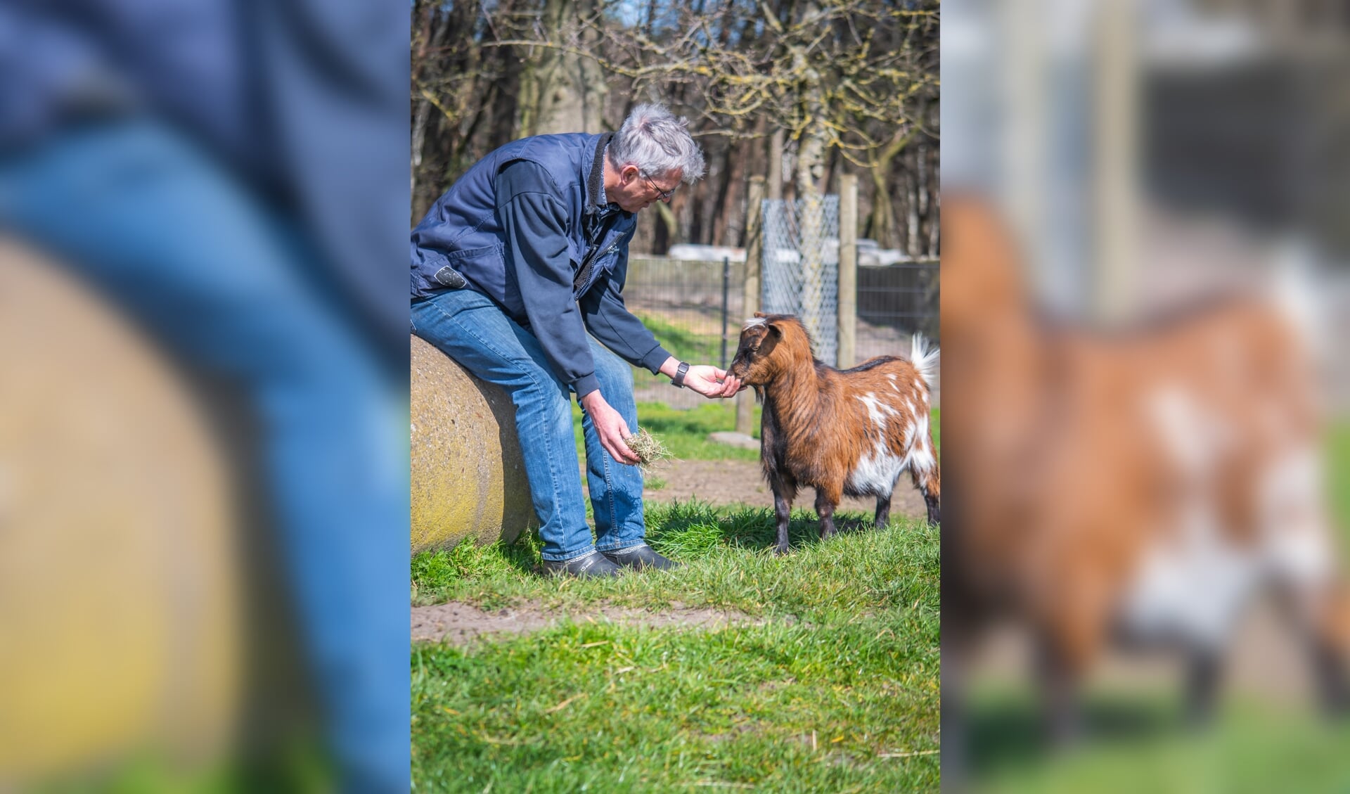 Vrijwilliger Henk de Krom bij een geit op kinderboerderij De Leijhoeve.
