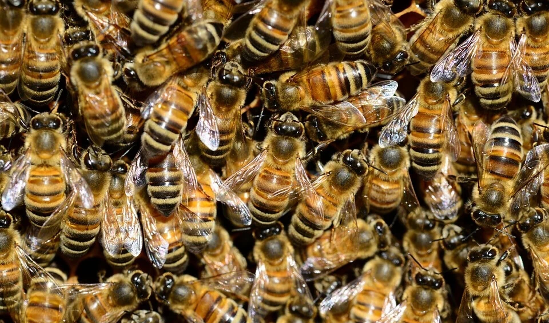 Een netwerk van wegbermen verbindt de leefgebieden van bijen.
