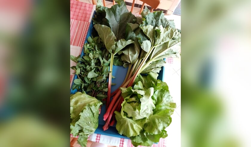 De eerste oogst van het Wij-landje