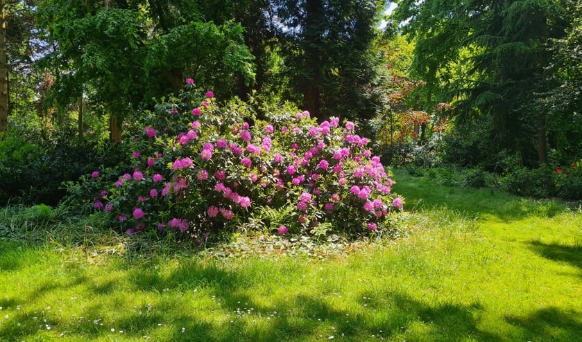Bloeiende bloemen in stadstuin.