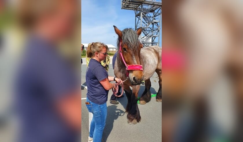 <p>Kim de Meij maakt Zeeland op allerlei manieren veiliger.</p>