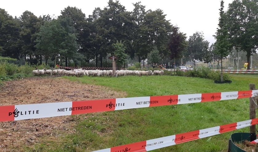 De schapen zijn ingesloten.