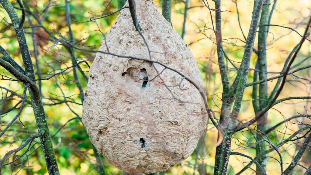 Nest-van-Aziatische-hoornaars-gevonden-in-Tholen-Noord