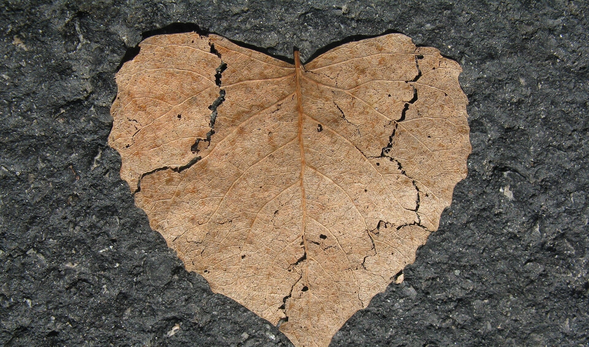 Een hart in de vorm van een (gebroken) blad.