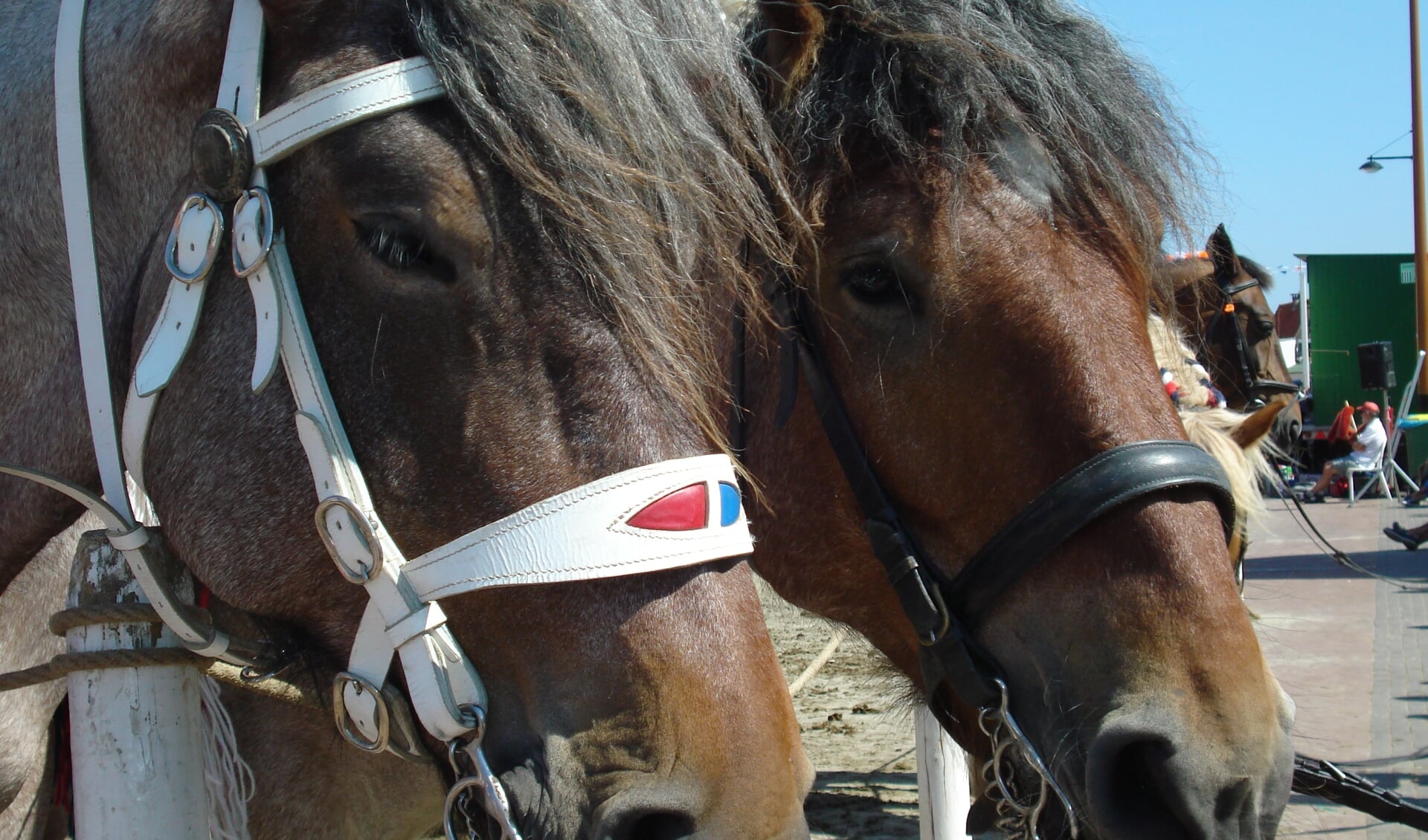 Twee paarden.