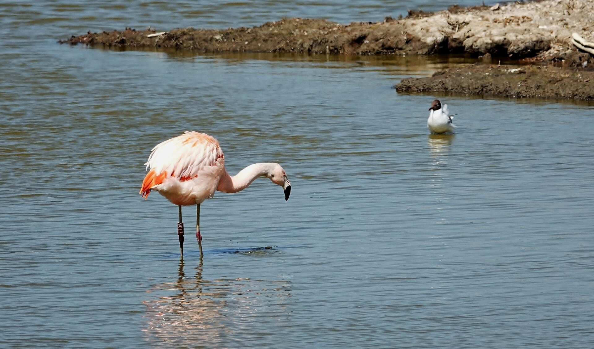 Een flamingo aan de Borselse oever van de Westerschelde.
