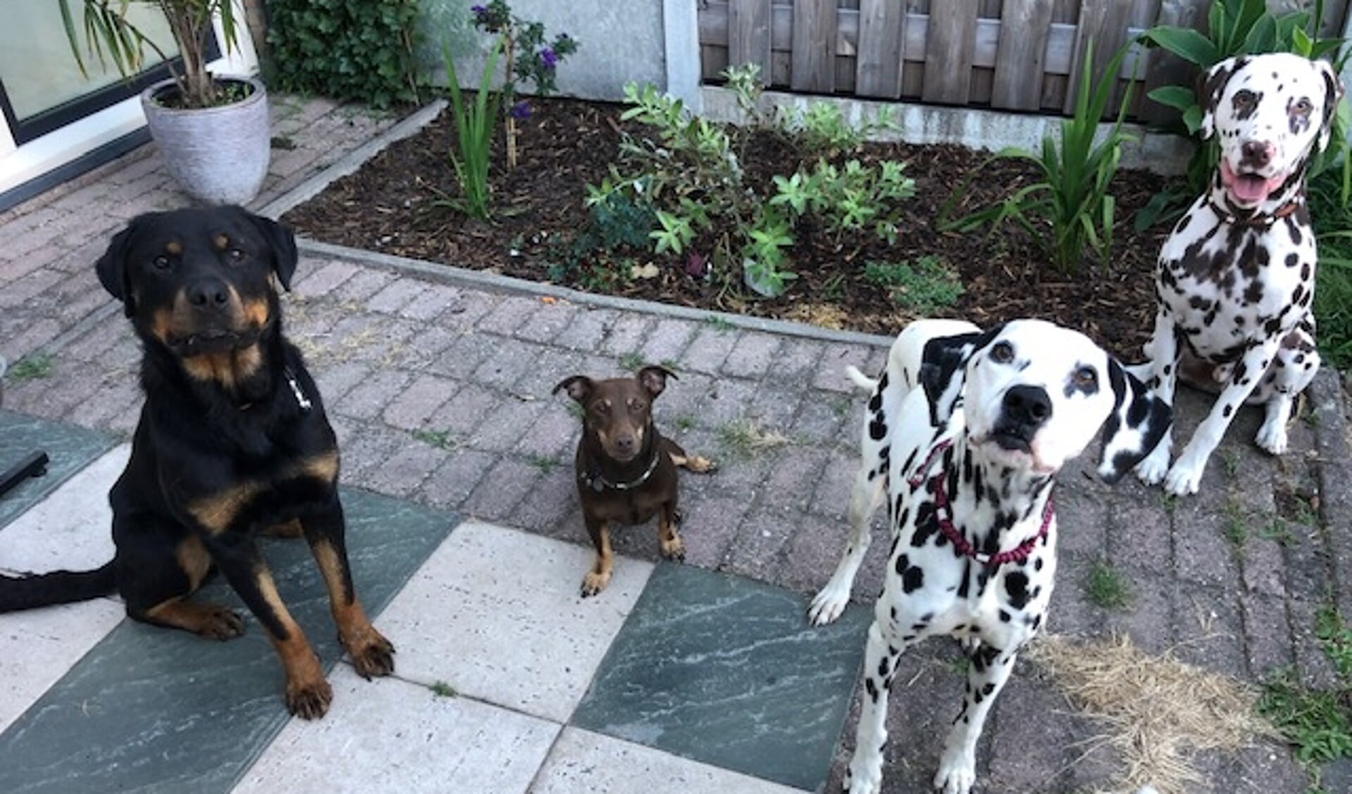 De vier honden van Samantha met links Riley en vooraan Kwartel