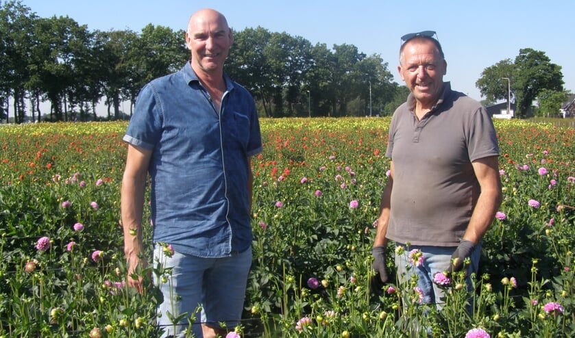 <p>Louis van den Broek en Ad de Bruijn te midden van het dahliaveld Klein Zundert</p>