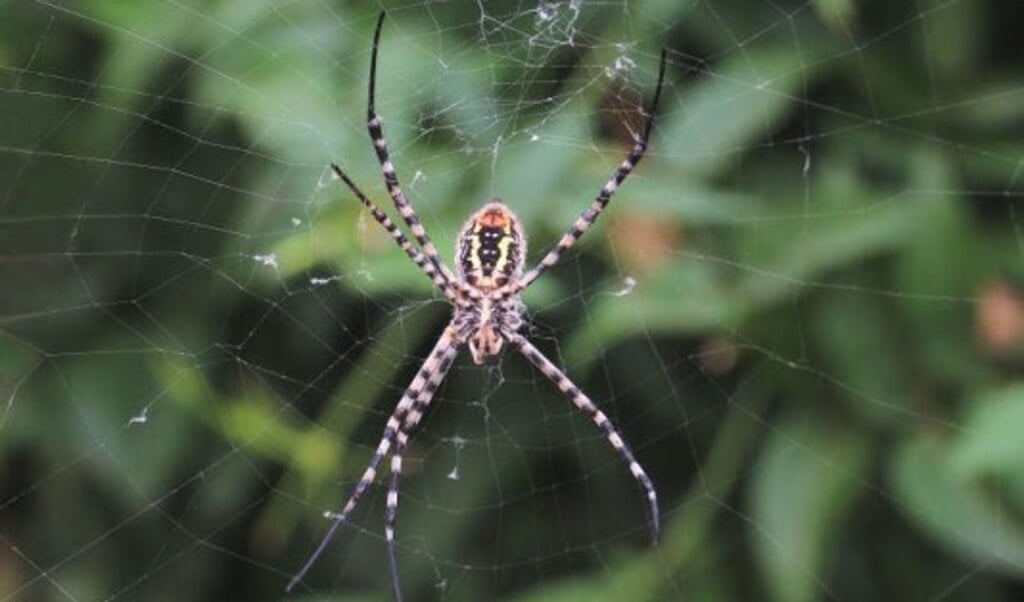 Meer-en-dikkere-spinnen-verwacht--Dit-zijn-6-tips-tegen-spinnen-in-huis