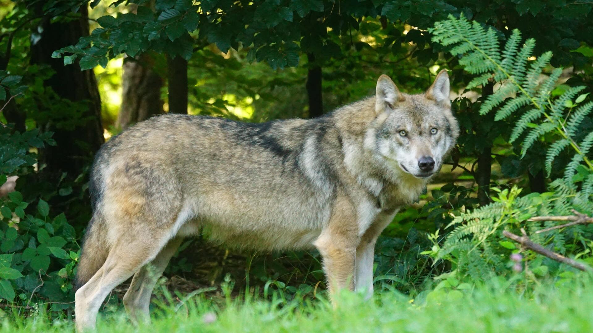 De EU pleit al langer voor acties tegen de wolven.