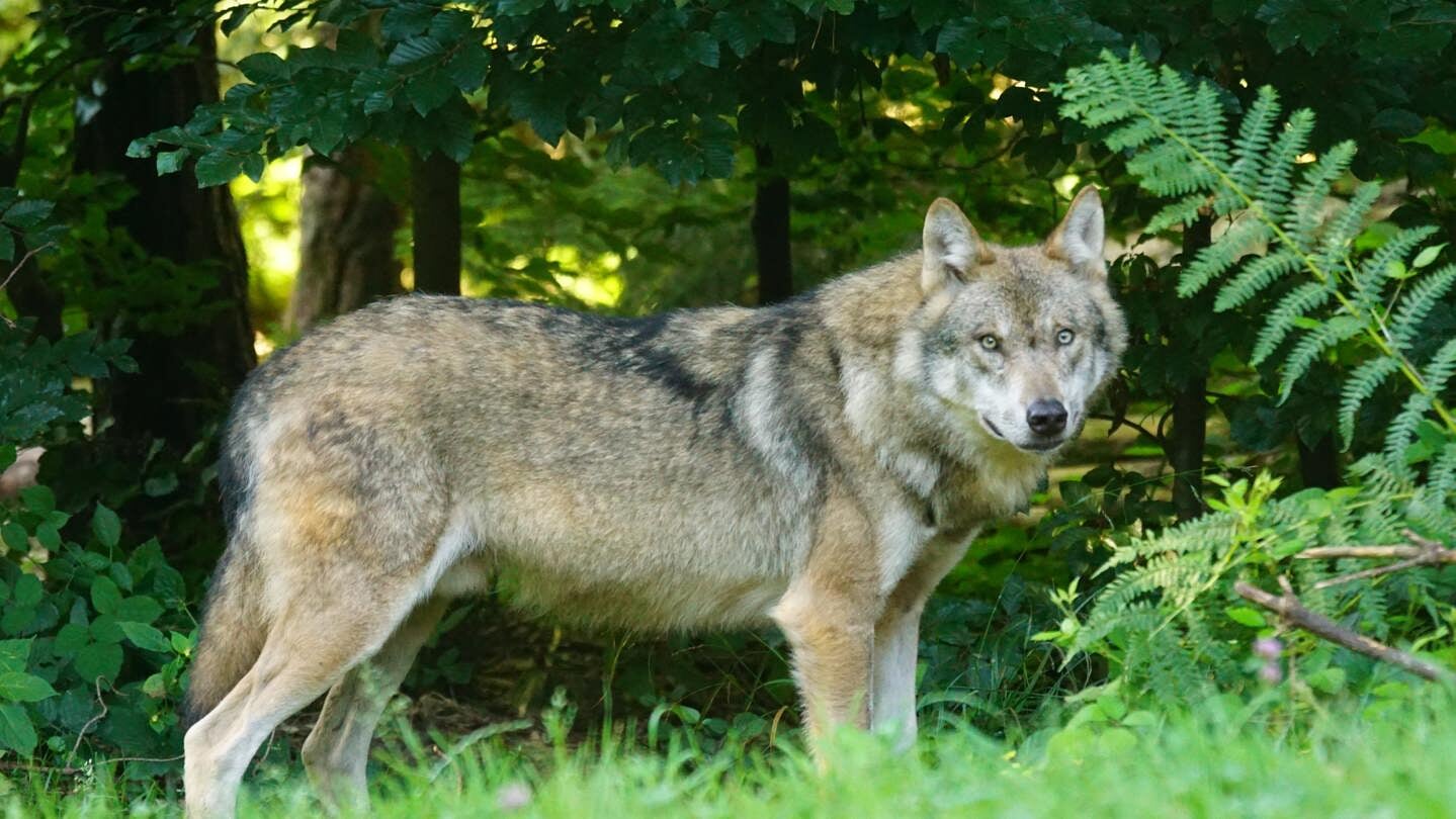Dit is een foto van een echte wolf en niet het dier dat gespot is in Huijbergen 