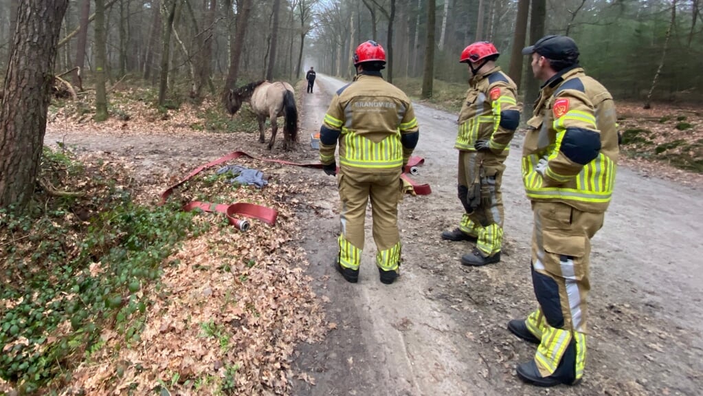 Brandweer Redt Paard Uit Sloot Bij De Pannenhoef - Al Het Nieuws Uit ...